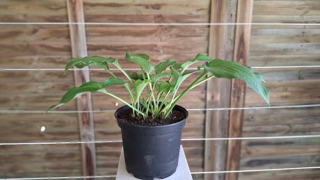 Hosta., Tuin en Terras, Planten | Tuinplanten, Ophalen, Vaste plant, Overige soorten, Halfschaduw