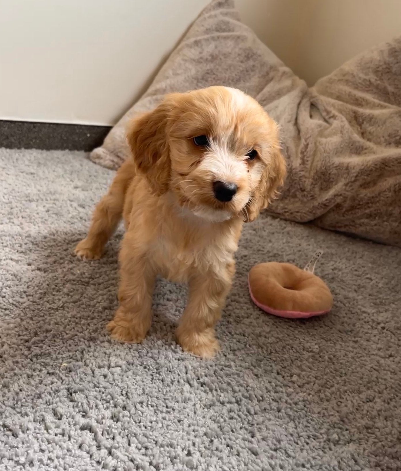Beaux chiots Cockapoo (parents testés), Caniche, Maladie de Carré (chiens), Plusieurs, Belgique