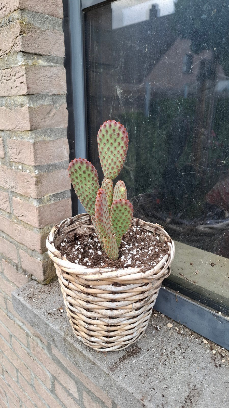 Opuntia microdasys, vijg-cactus, Tuin en Terras, Planten | Tuinplanten, Ophalen