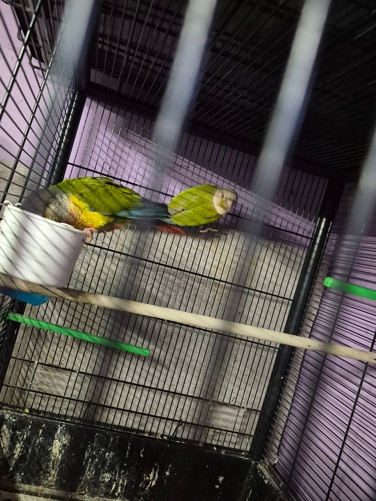 Bébé pyrrhura de 2 semaine a élevé a la main, Animaux & Accessoires
