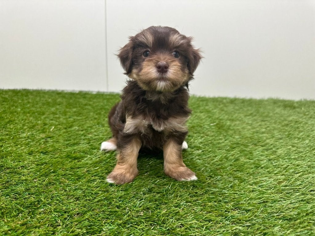 Portée de chiots Bichon Havanais