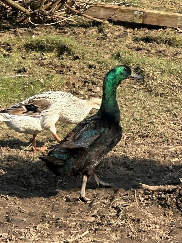 Canard qui court à l'indienne, Enlèvement