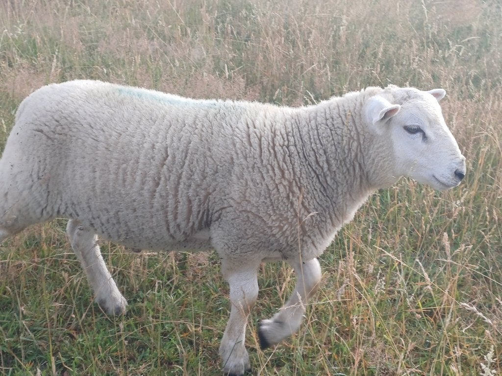 Jonge rammen
