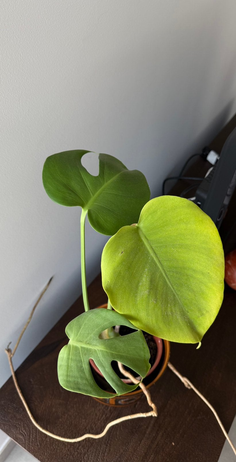 Monstera deliciosa – gatenplant, Ophalen