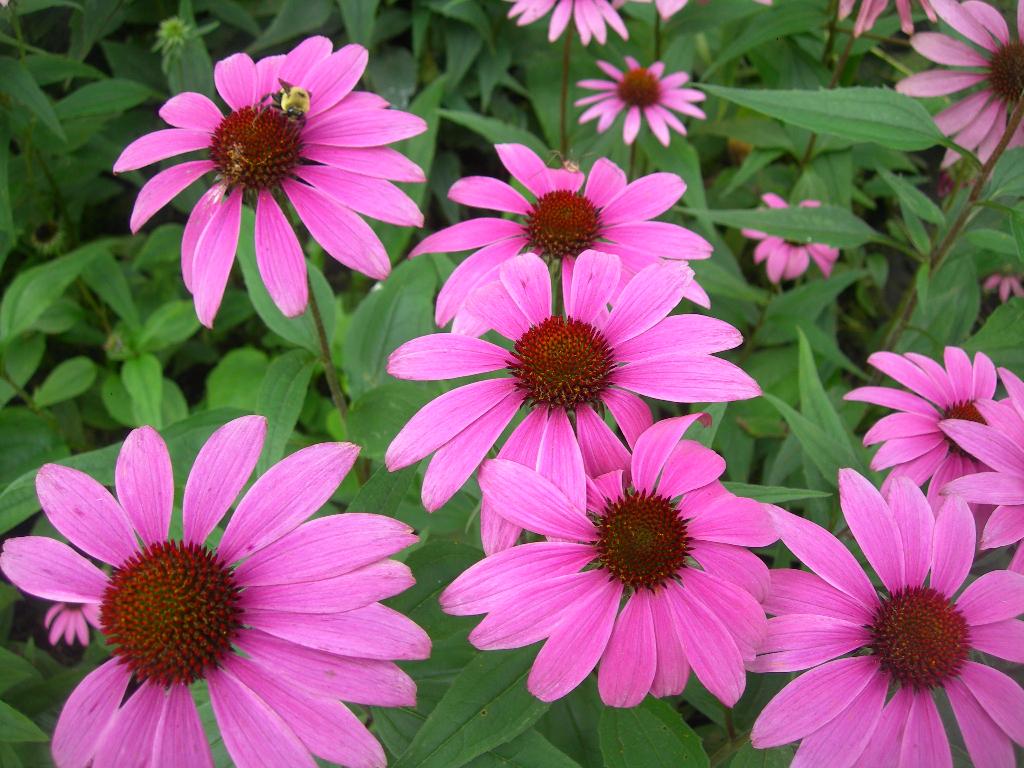Echinacea purpurea, Tuin en Terras, Ophalen, Zomer, Vaste plant