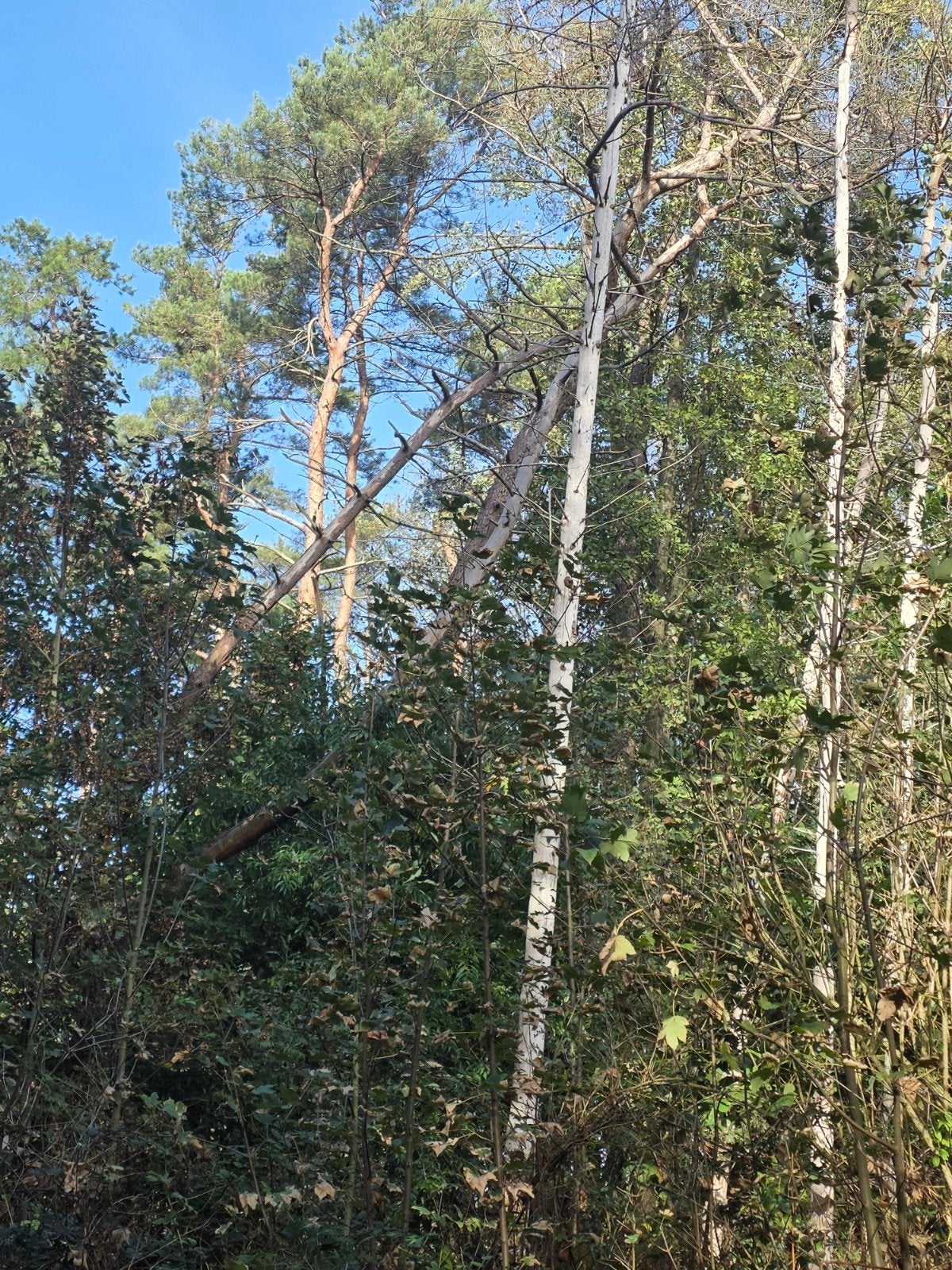 Bomen snoeien in ruil voor het hout, 6 m³ of meer, Ophalen, Berkenhout, Stammen