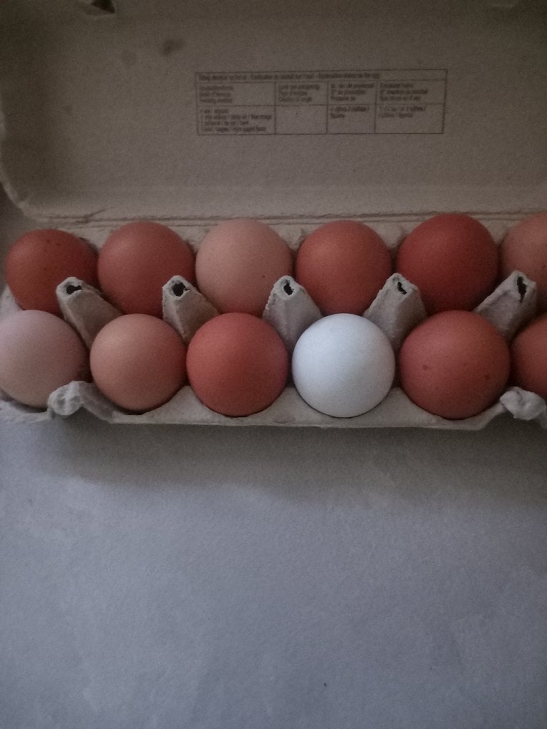 scharreleieren 0.20, Diversen, Levensmiddelen, Ophalen