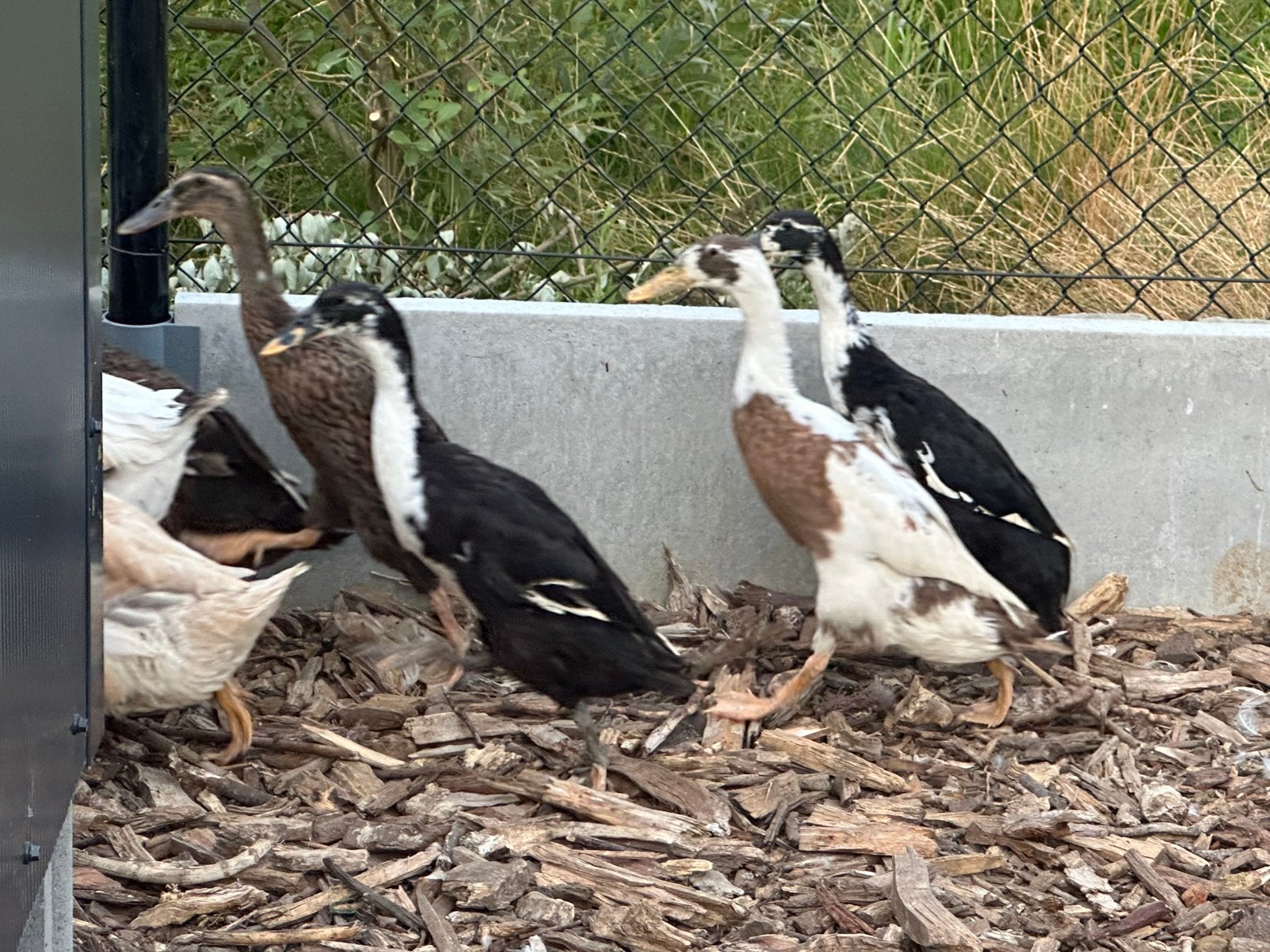 Indische loopeenden, Dieren en Toebehoren, Pluimvee