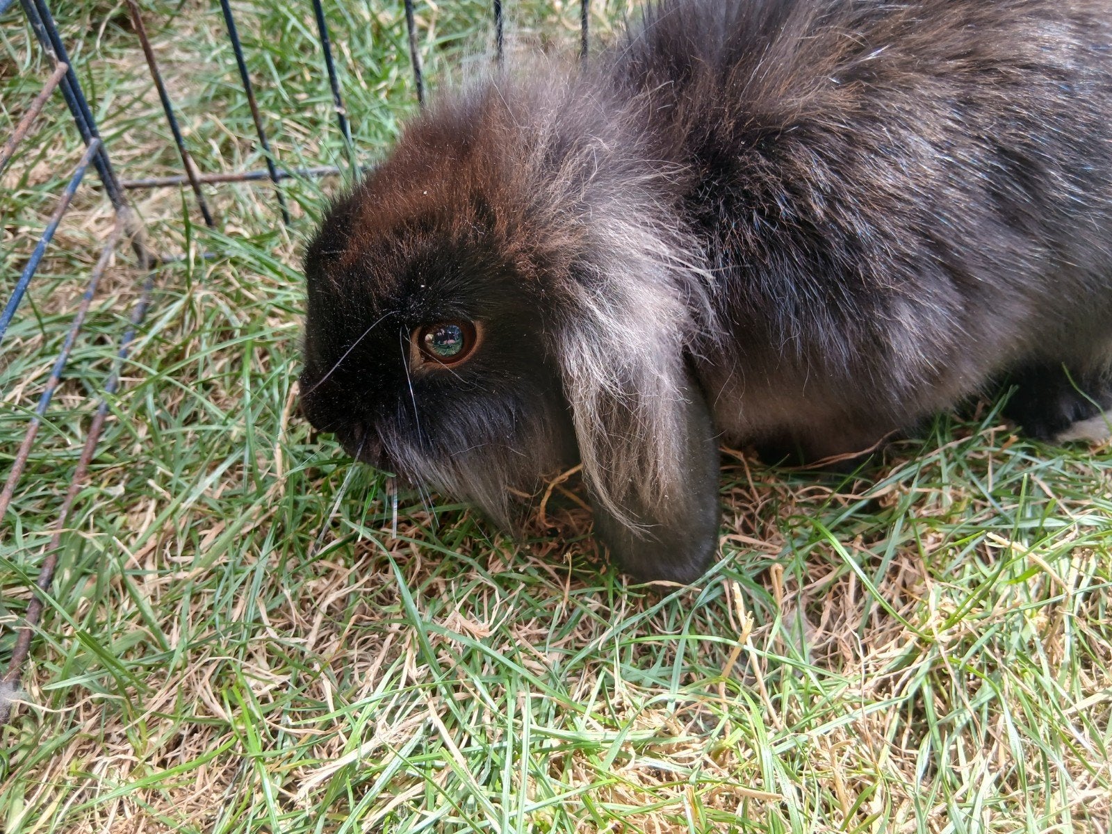 konijn ram, Dieren en Toebehoren, Mannelijk, 0 tot 2 jaar