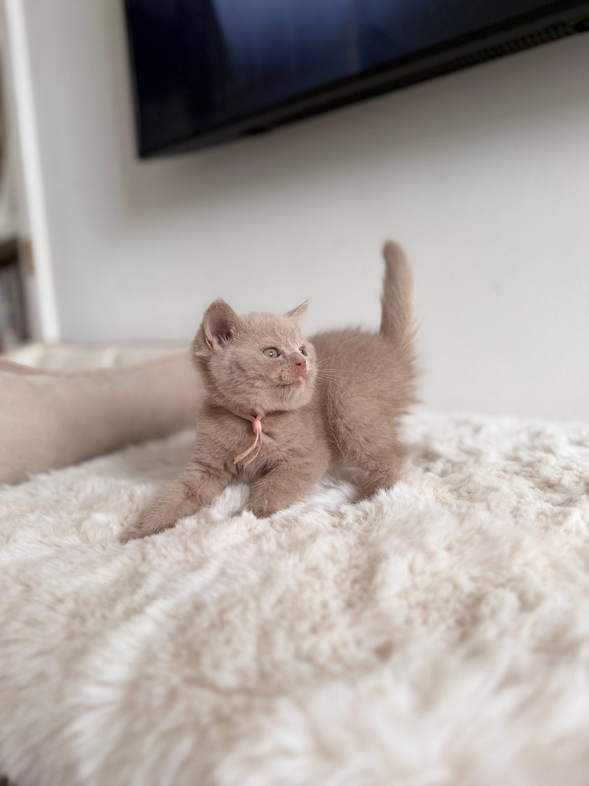 Race : British Shorthair, Chat, Avec pedigree, 0 à 2 ans