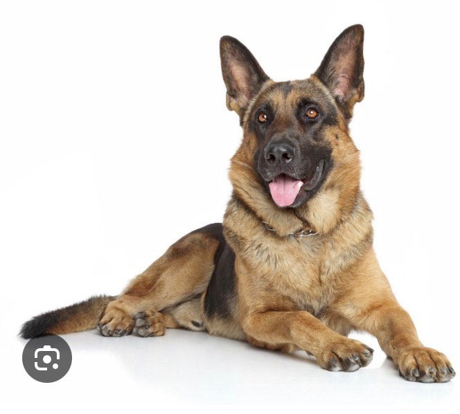 Duitsescheper, 15 semaines à 1 an, Particulier, Chien (mâle), Maladie de Carré (chiens)