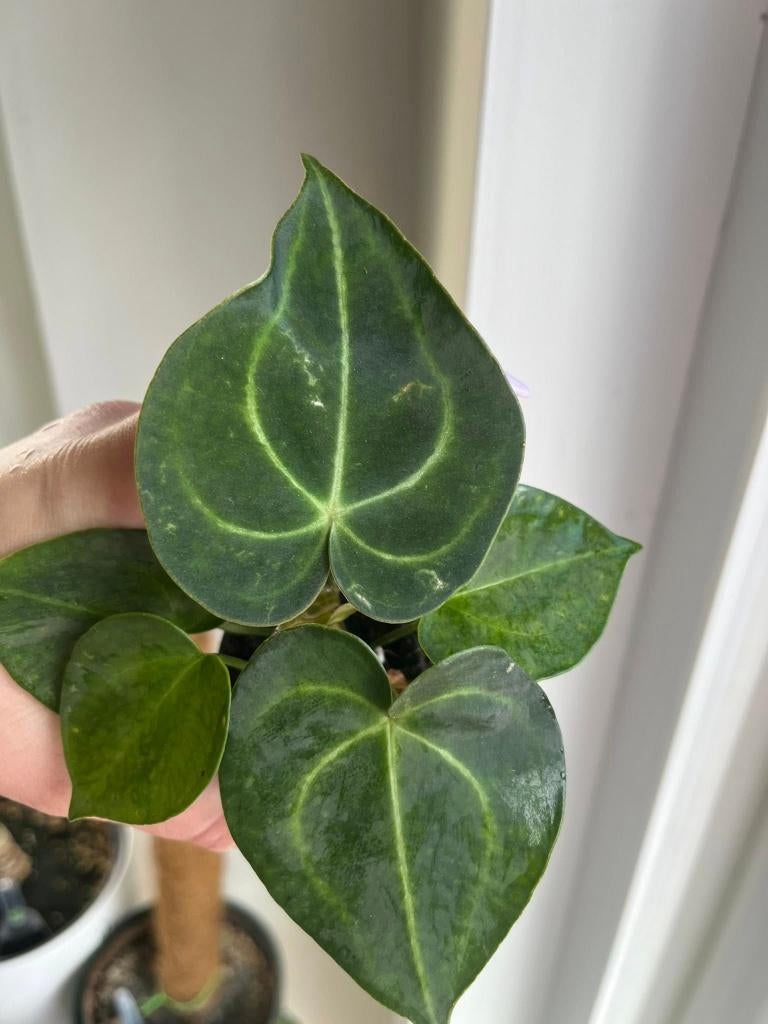 Anthurium Clarinervium Small, Ophalen of Verzenden