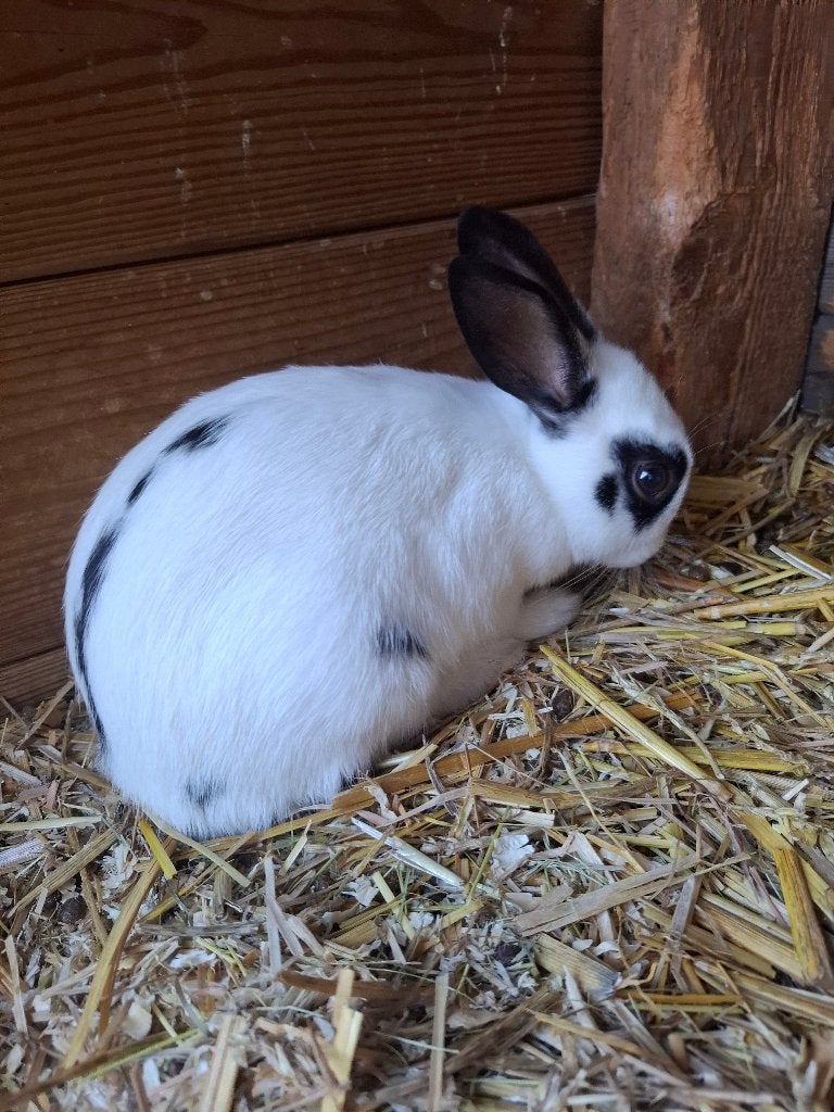Konijnen, Dieren en Toebehoren, Mannelijk, Klein, 0 tot 2 jaar