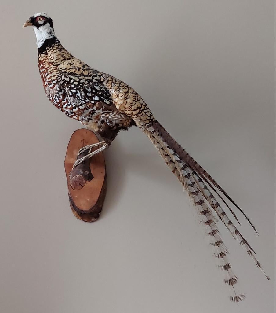 Prachtige opgezette fazant, Ophalen, Zo goed als nieuw, Opgezet dier