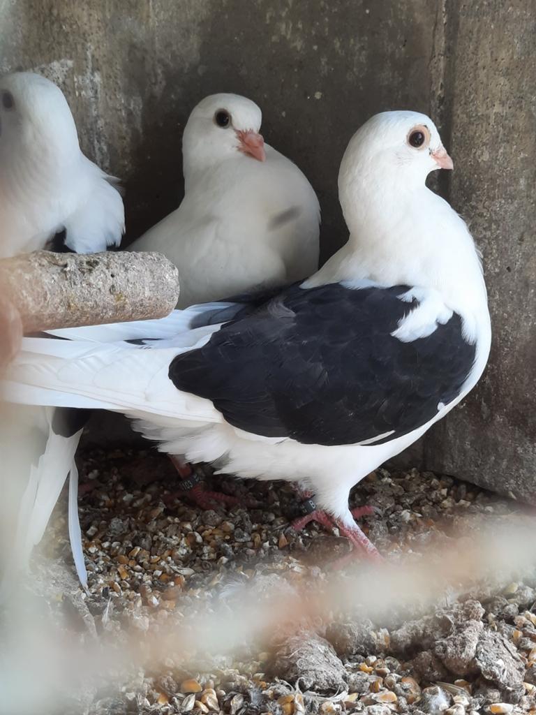 Sierduifjes, Dieren en Toebehoren, Vogels | Duiven, Meerdere dieren, Overige soorten