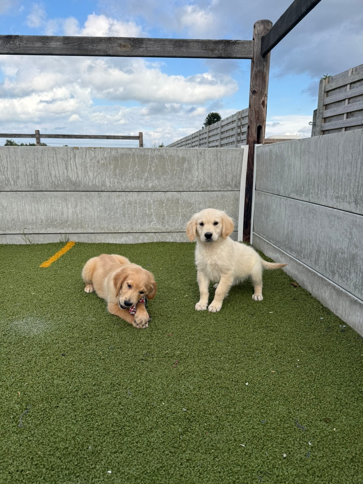 Mooie golden retriever pups, Golden retriever, België, CDV (hondenziekte), 8 tot 15 weken