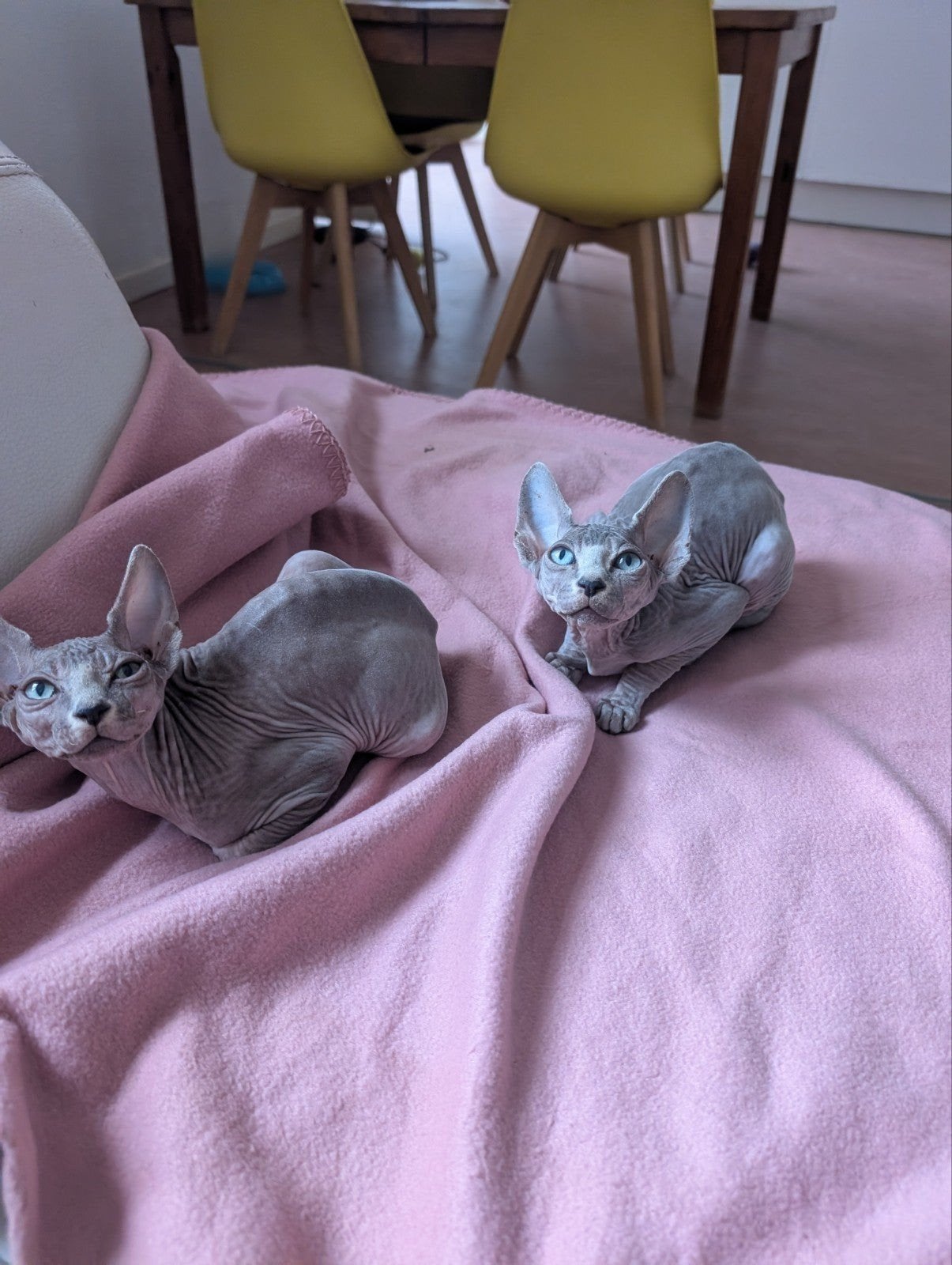 Canadese Sphynx, Chat, Avec pedigree, 0 à 2 ans