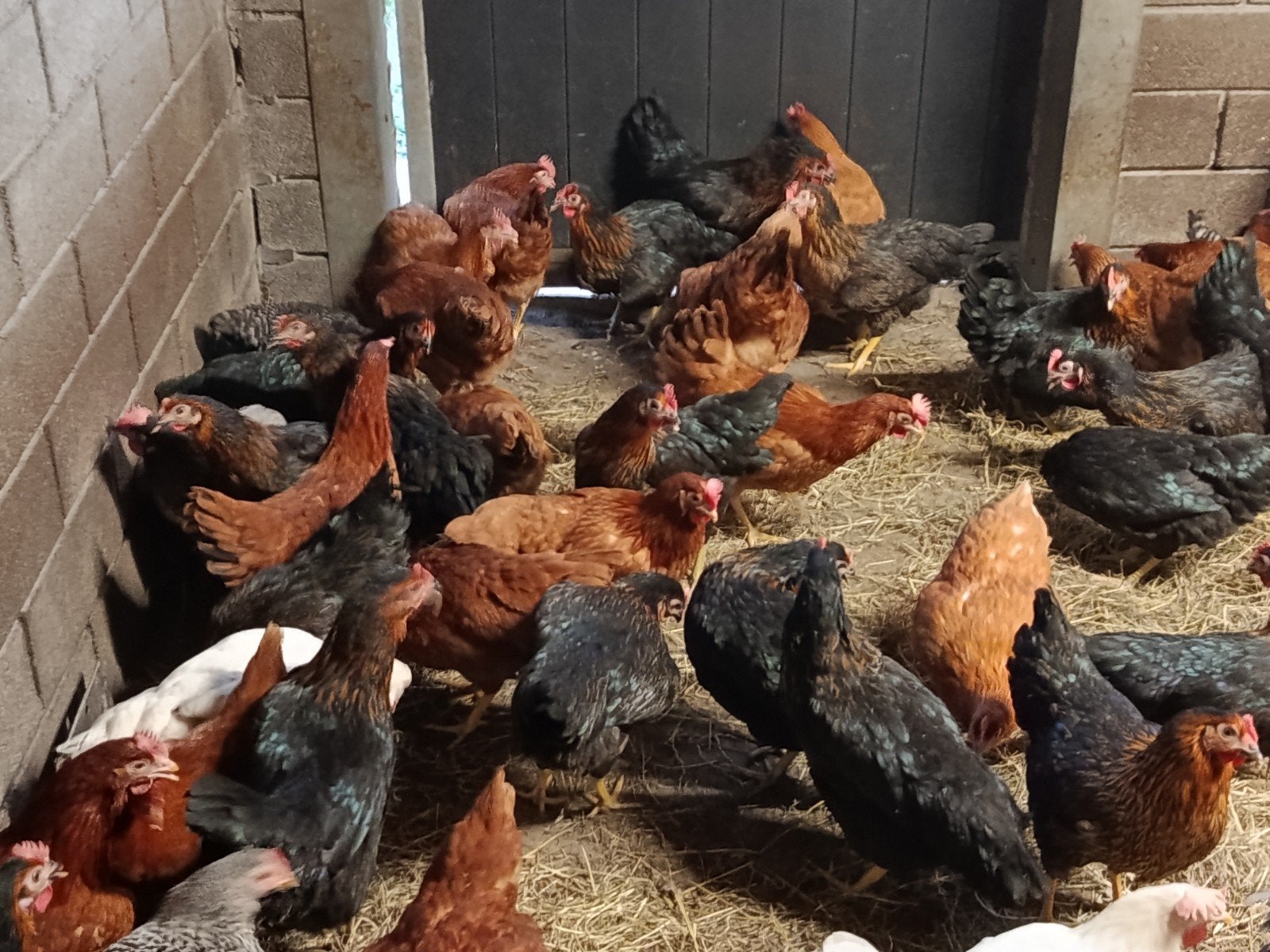jonge legkippen, 6 soorten !, Dieren en Toebehoren, Pluimvee, Kip