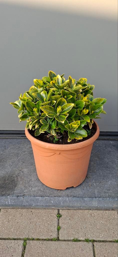 Euonymus j.aureomarginatus H.pot+ plante : 60 cm, Jardin & Terrasse, Plantes | Jardin, Enlèvement, Plante fixe, Autres espèces