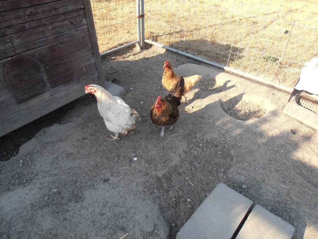 3 Kippen., Dieren en Toebehoren, Pluimvee