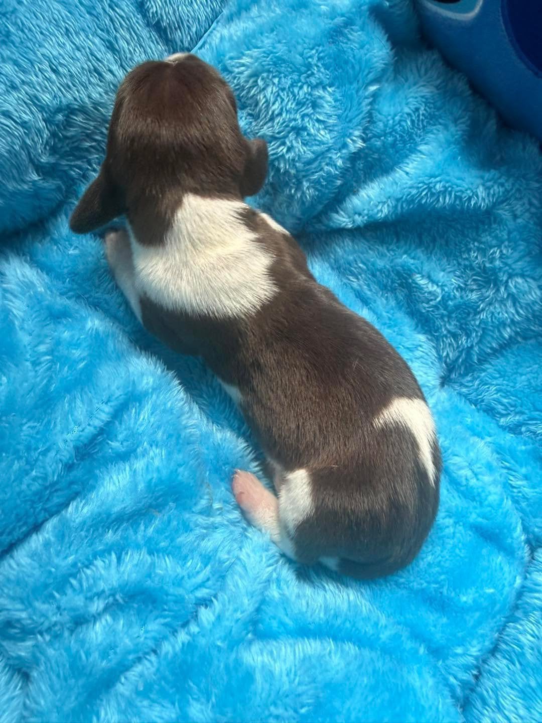 Dwergteckel pups, Dieren en Toebehoren, Parvo, België, 8 tot 15 weken, Korthaar