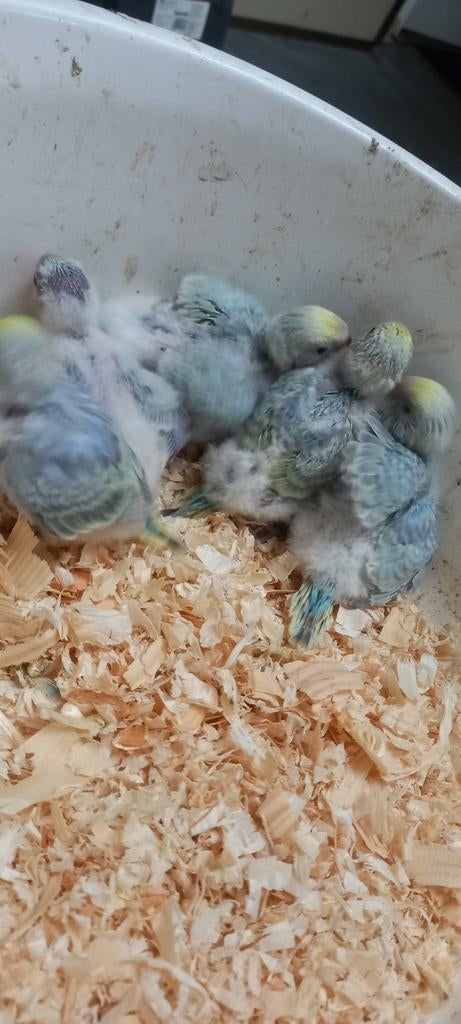 Baby regenboog grasparkieten, Dieren en Toebehoren