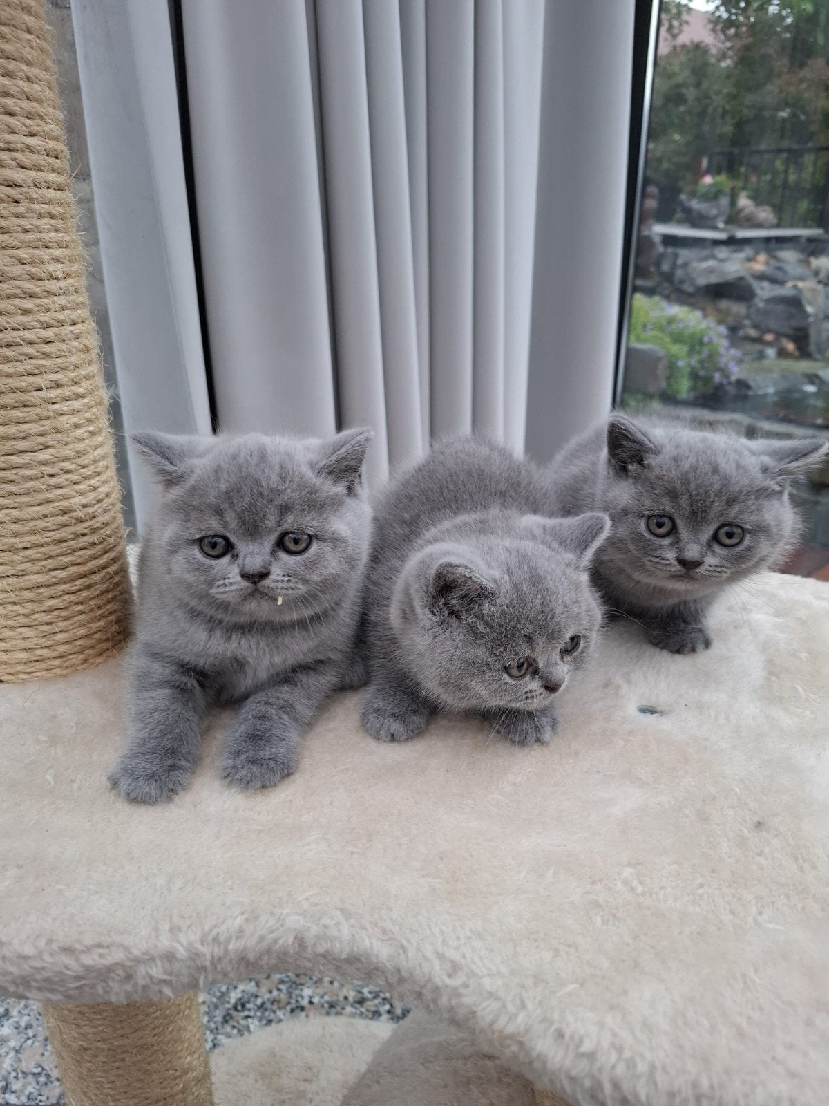 brits korthaar kittens, Animaux & Accessoires, Plusieurs animaux, Vermifugé, 0 à 2 ans