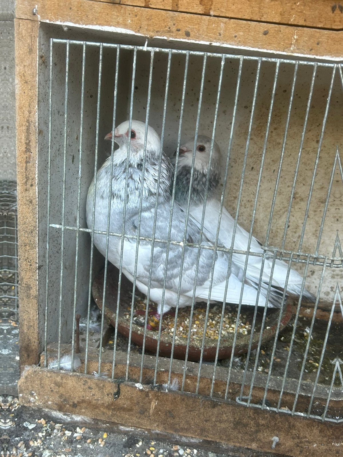 Gaditano, Dieren en Toebehoren