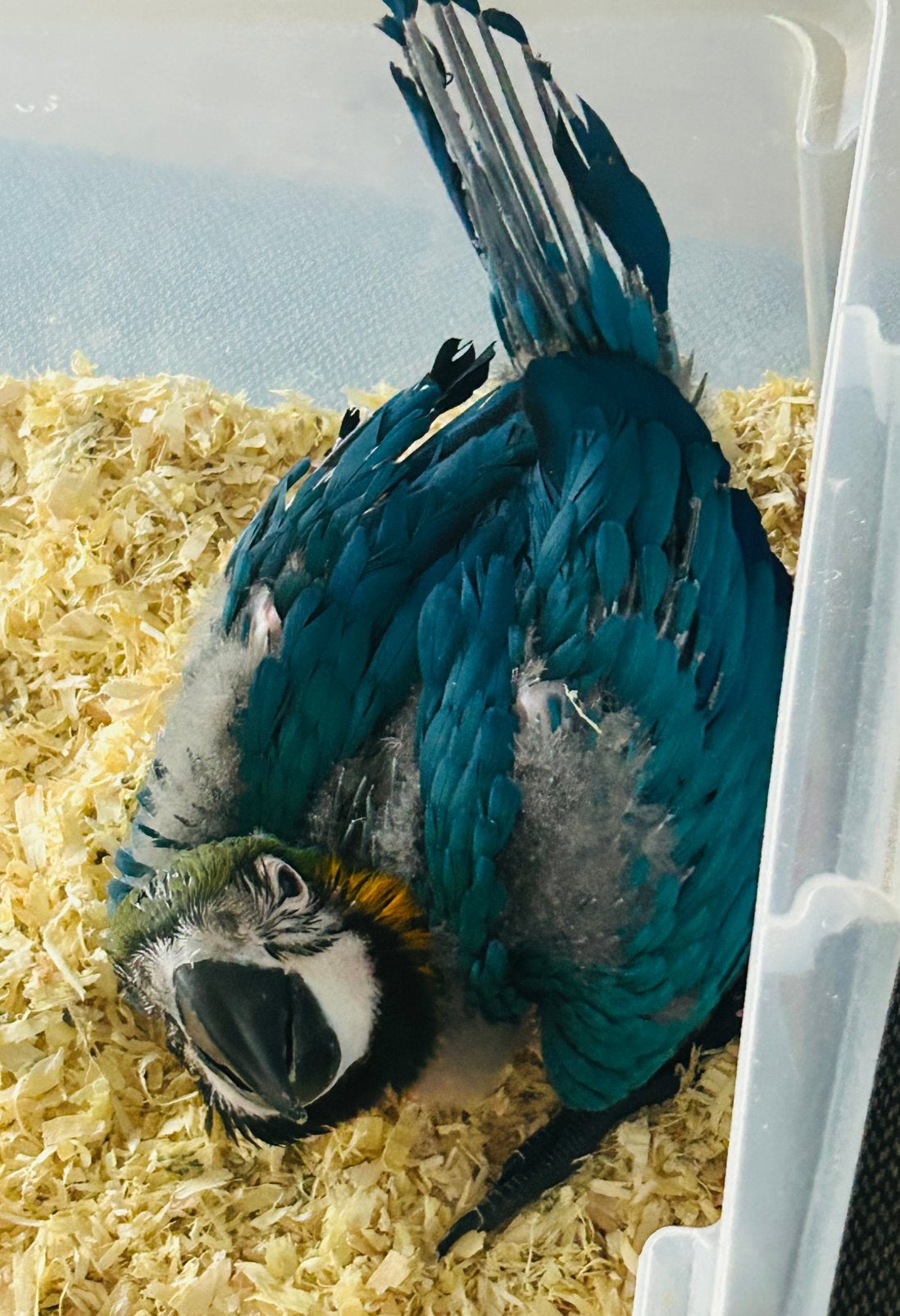 Handtamme jonge blauwgele ara van 7 wekend oud, Geslacht onbekend, Papegaai, Pratend