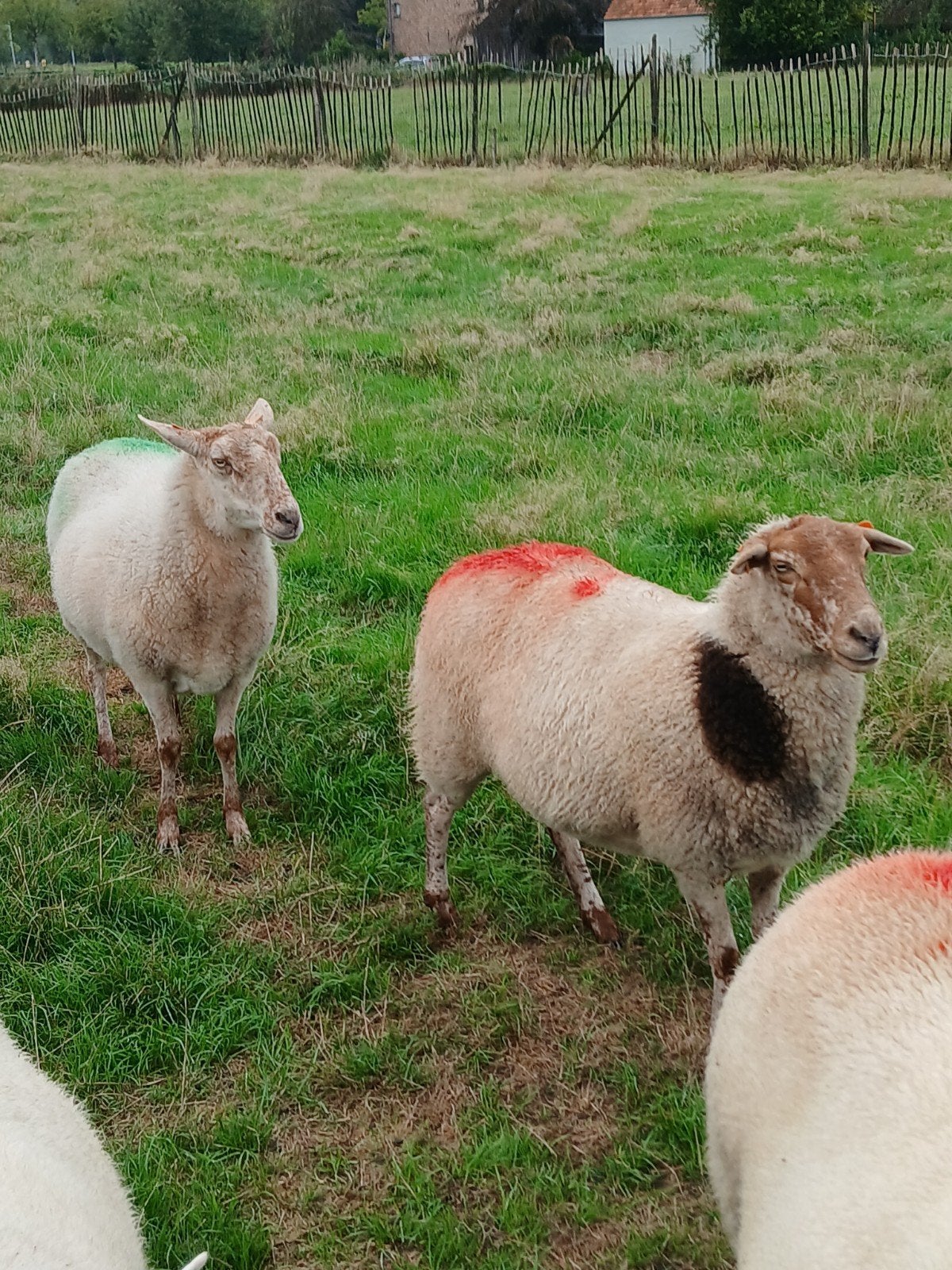 Ooien, Dieren en Toebehoren
