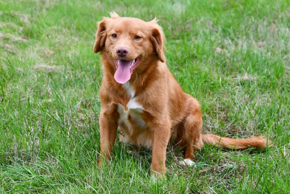 Étalon - Retriever de la Nouvelle Écosse, Animaux & Accessoires, 1 à 2 ans, Maladie de Carré (chiens), Chien (mâle), Éleveur | Professionnel