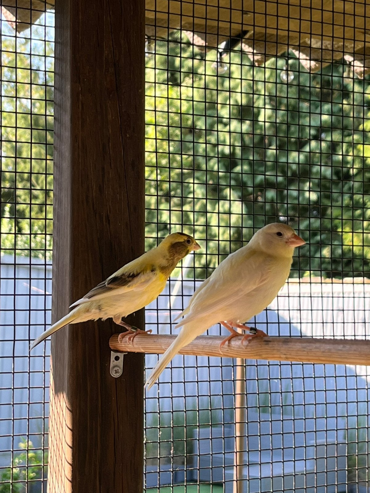 3 magnifiques canaris de 2026, Animaux & Accessoires, Plusieurs animaux, Canari chanteur