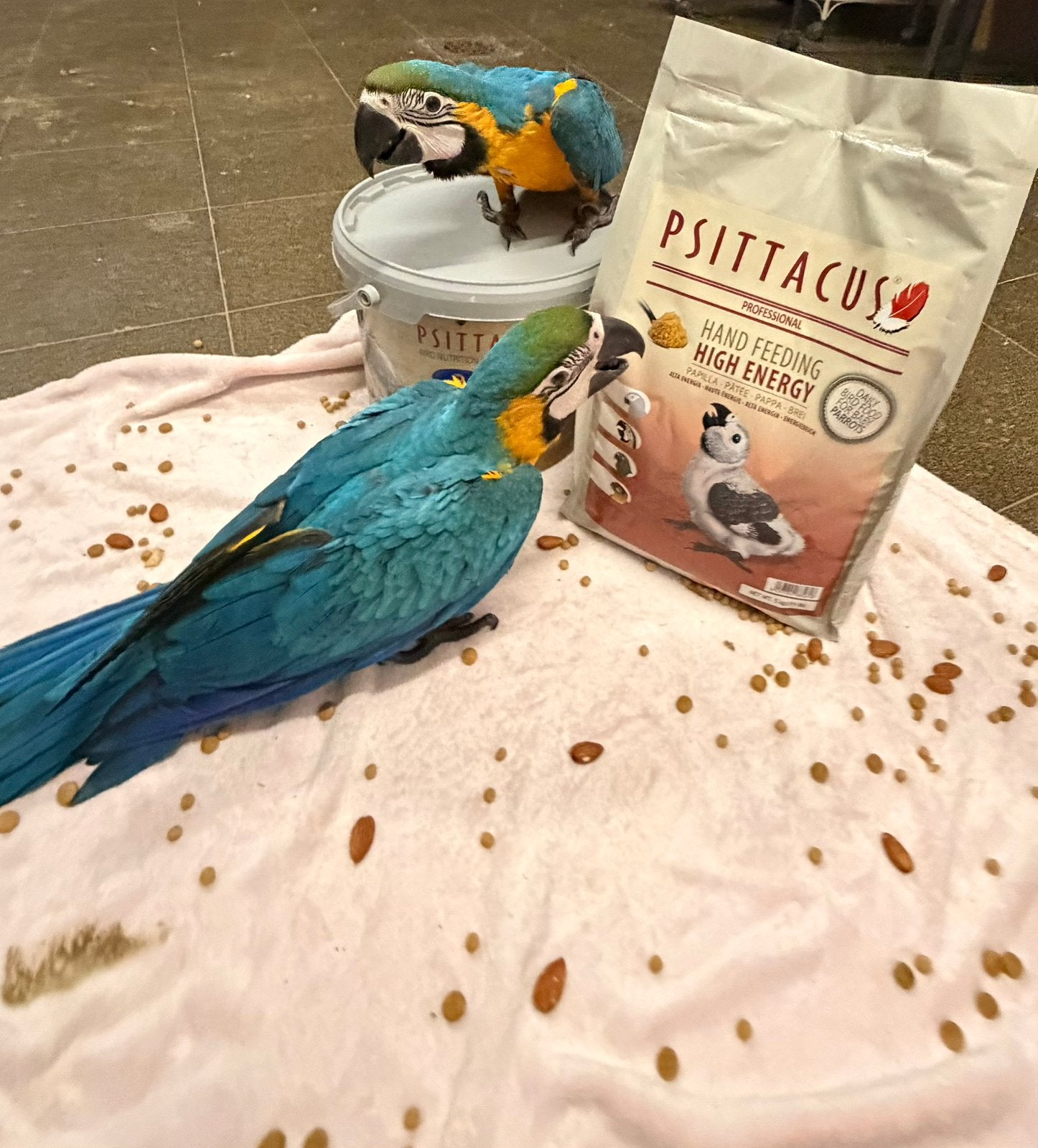 Bebe ara ararauna, Animaux & Accessoires