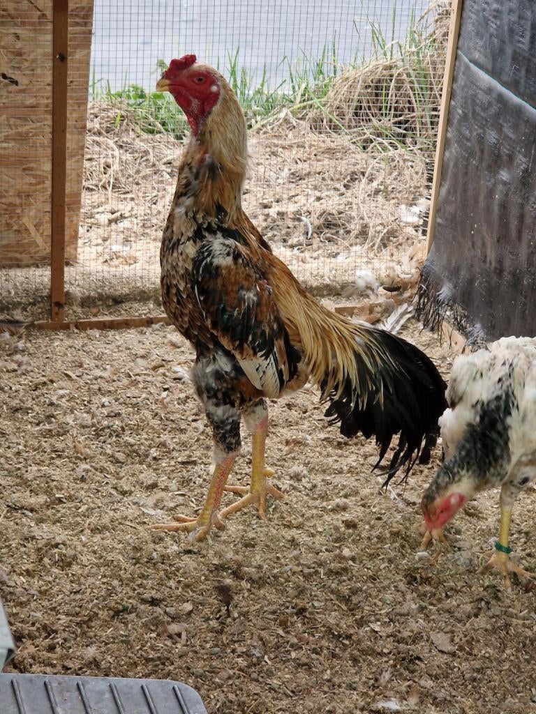 Shamo, Dieren en Toebehoren