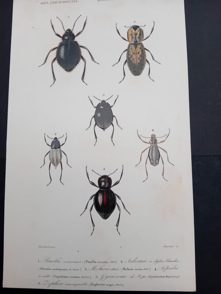 Gravure ancienne Insectes lot 157, Enlèvement ou Envoi