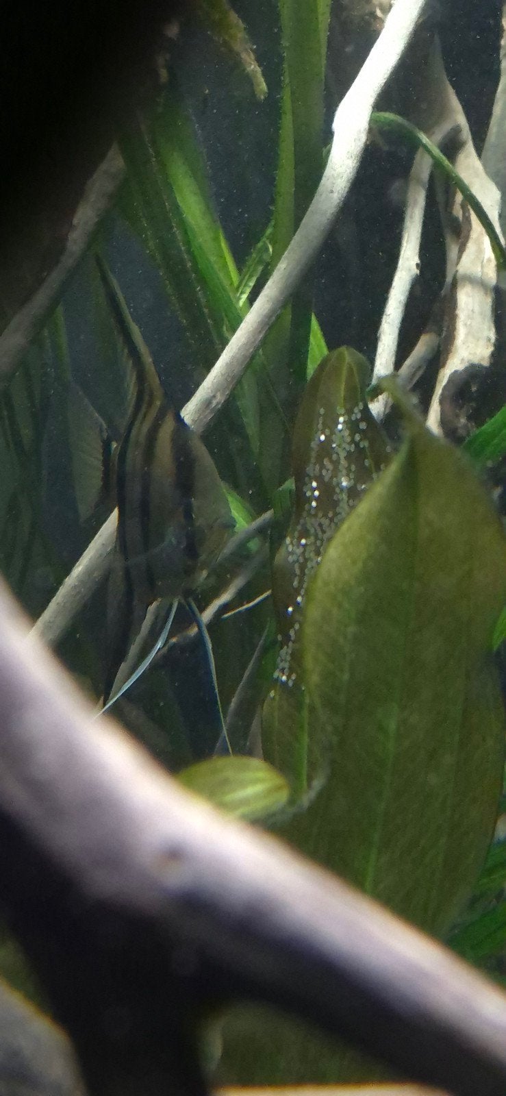 Manacapuru maanvis /scalaire, Dieren en Toebehoren, Vissen | Aquariumvissen