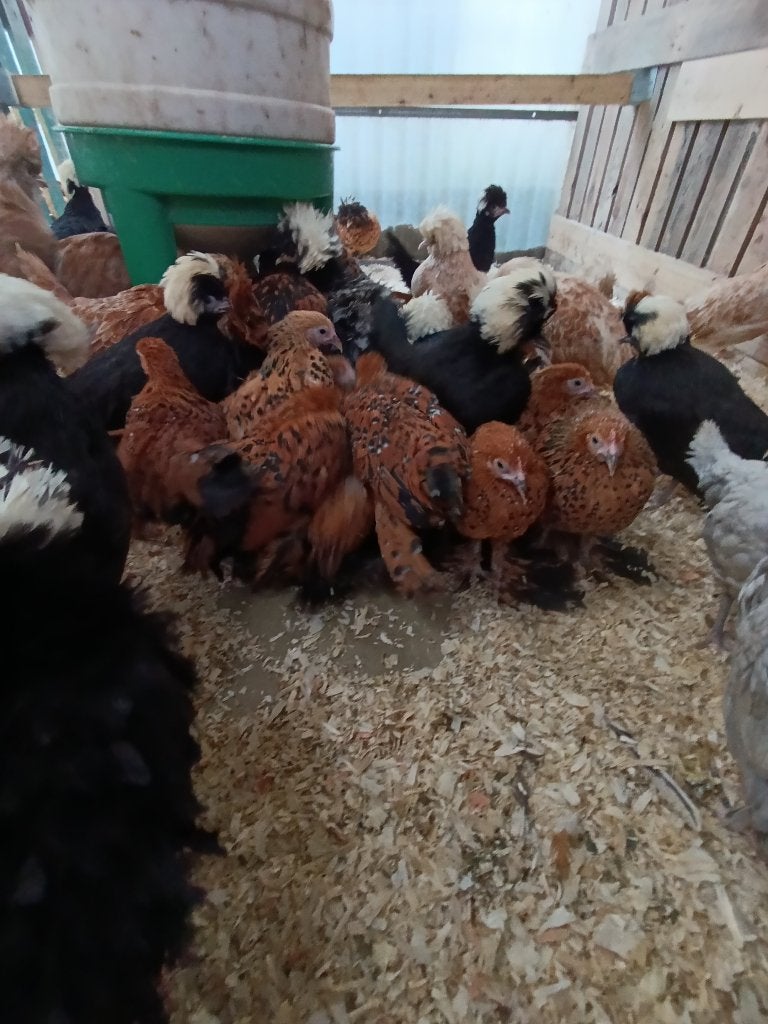 poule de sable , cochin, poule soie, padoue et bien d'autres, Femelle, Poule ou poulet