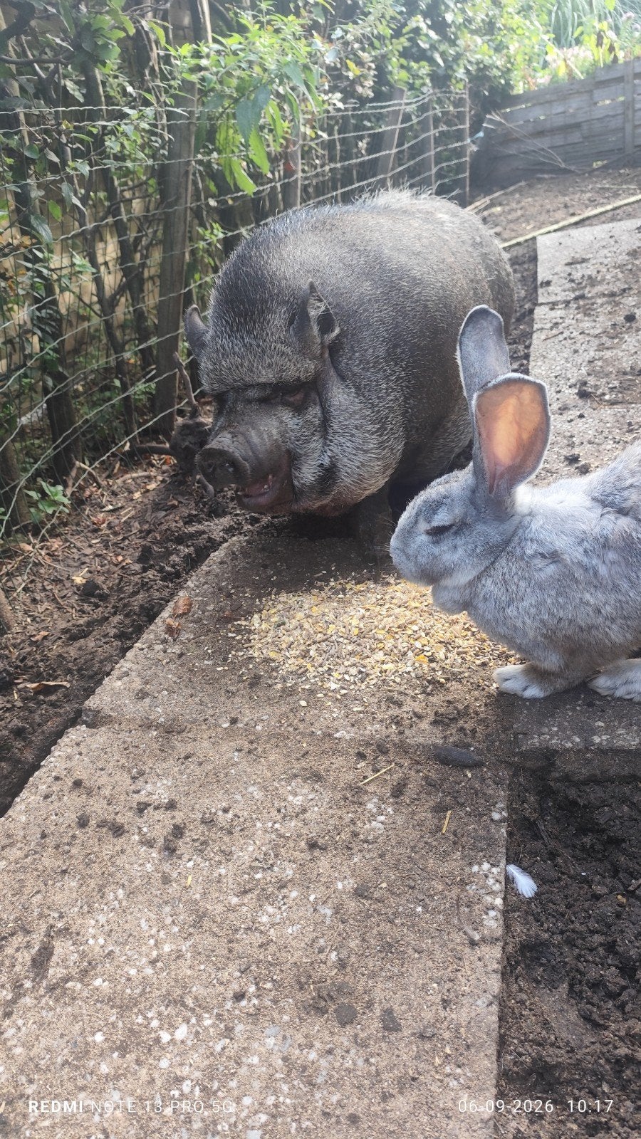 gratis, Dieren en Toebehoren, Januari, Meerdere dieren