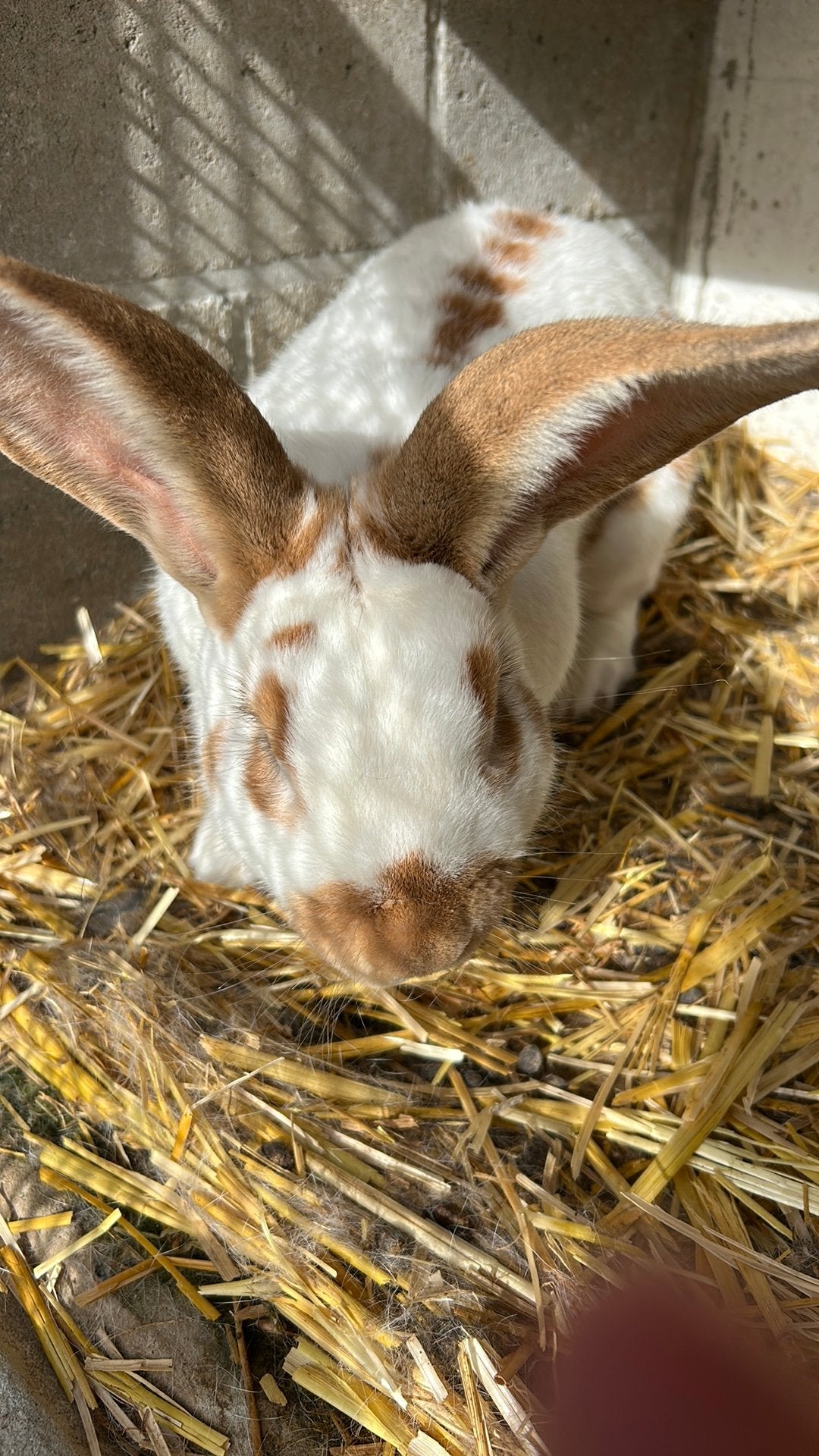 Mooie vlinder ram te koop