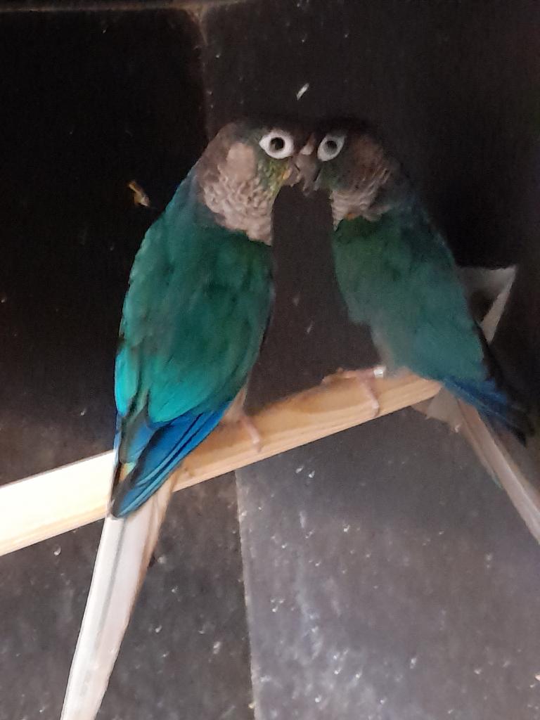 Kweekkoppel pyrrhuras  blauw violet, Dieren en Toebehoren, Geringd