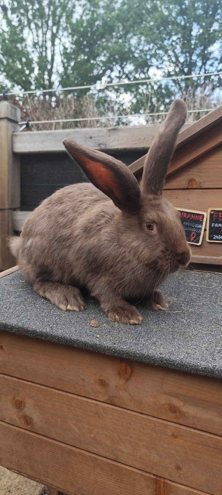 Prachtige Duitse Reus - voedster, Dieren en Toebehoren, Konijnen, Vrouwelijk, Groot, 0 tot 2 jaar