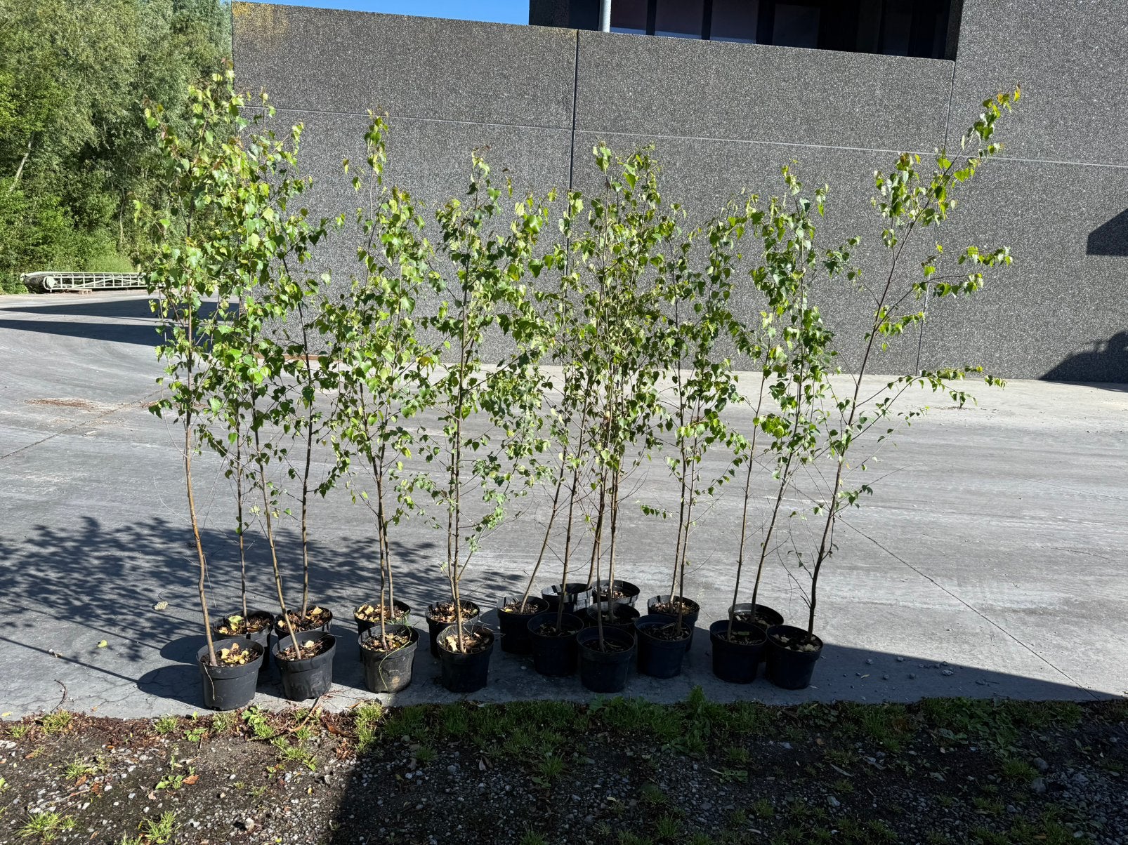 100 berken te koop in pot, Ophalen, 100 tot 250 cm