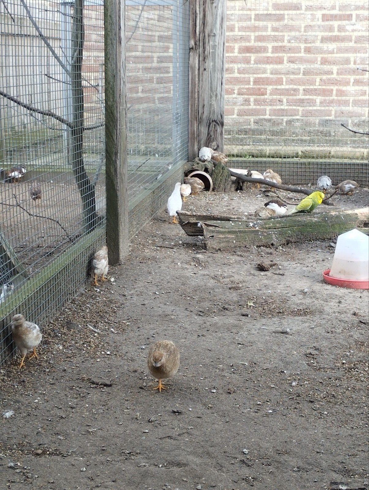 Jonge Chinese dwergkwartels, Dieren en Toebehoren, Meerdere dieren