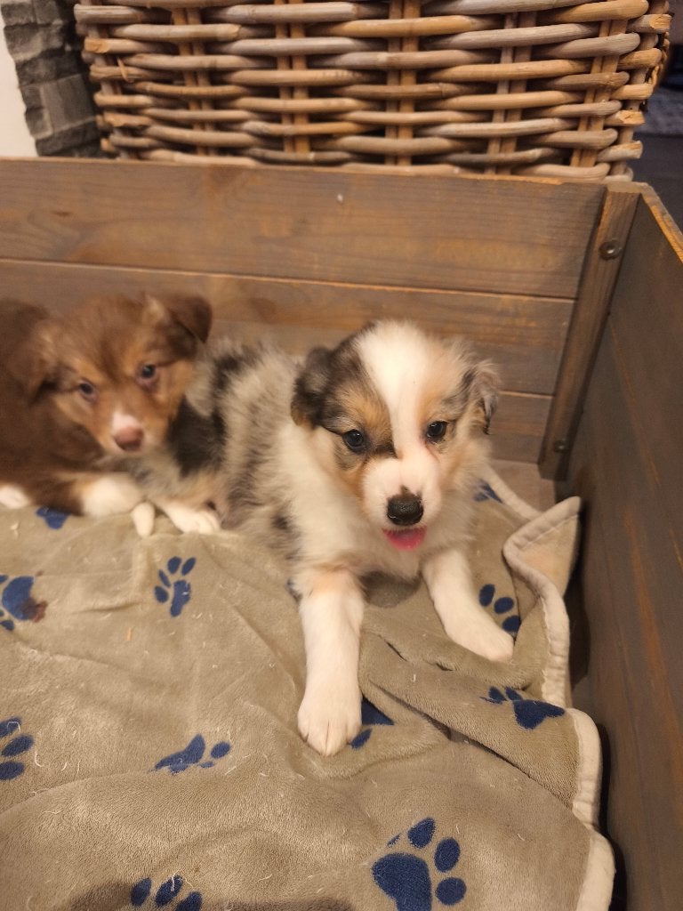 lieve actieve Border Collie pups, België, Fokker | Hobbymatig, CDV (hondenziekte), 8 tot 15 weken