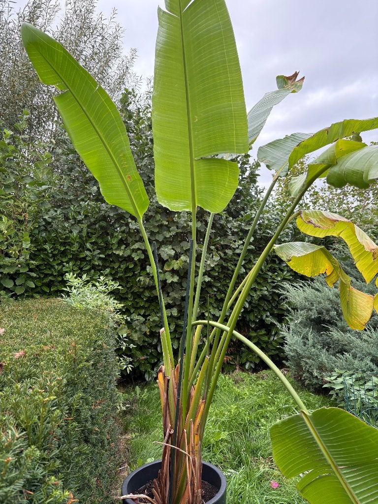 XL strelitzia kamerplant, Autres espèces, En pot, Enlèvement, 200 cm ou plus