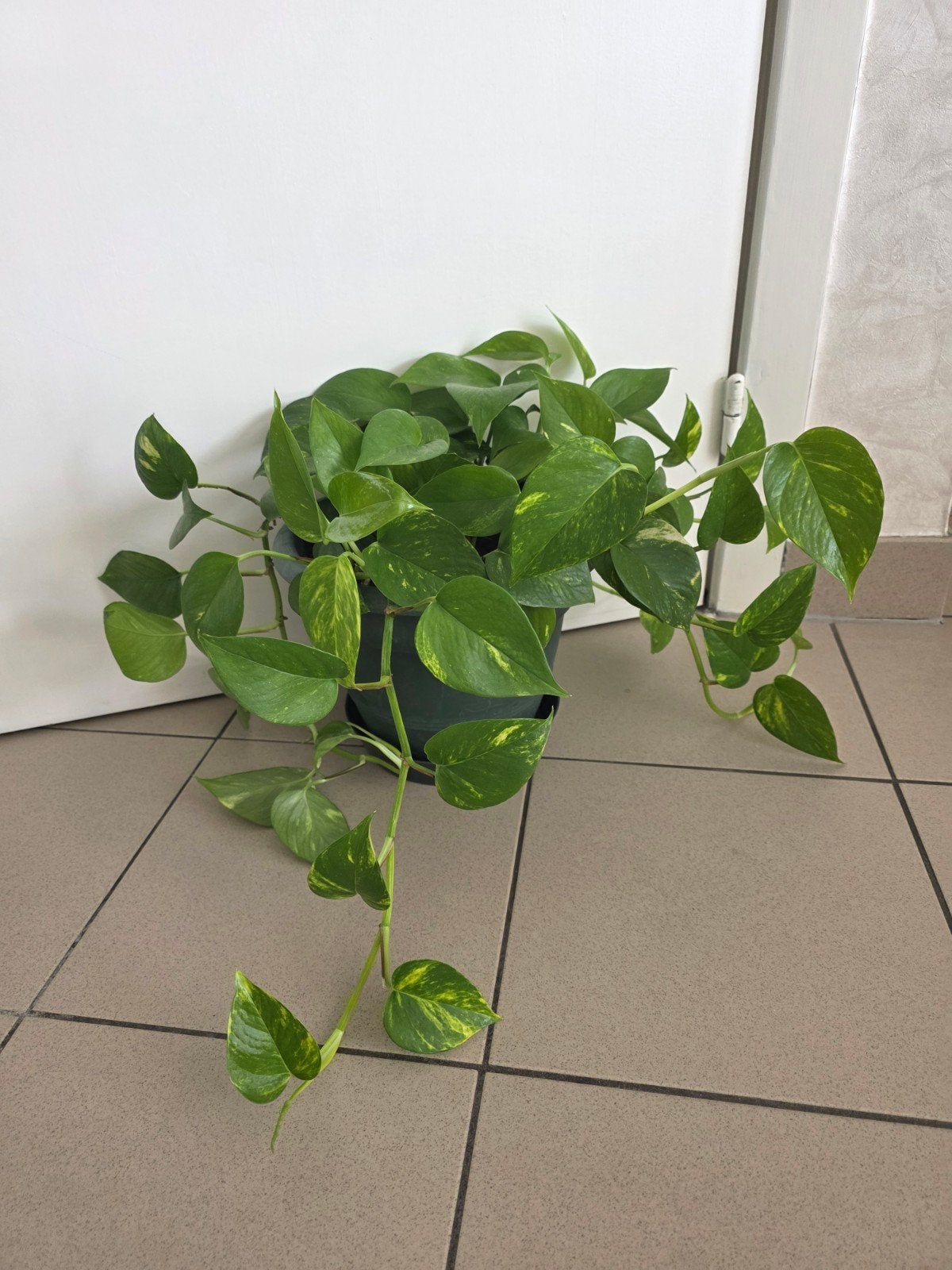 Epipremnum, Ophalen