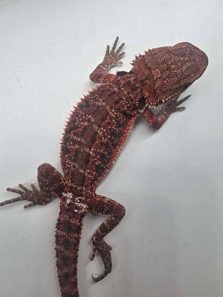 Baardagaam red monster dark  het hypo ( man), Hagedis, Tam, 0 tot 2 jaar