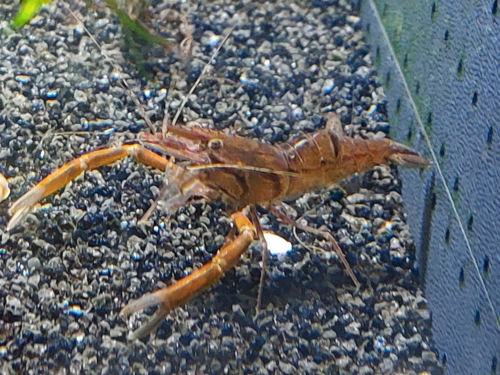 Langschaargarnalen - entertainment inbegrepen - ook koppels, Dieren en Toebehoren, Kreeft, Krab of Garnaal, Zoetwatervis