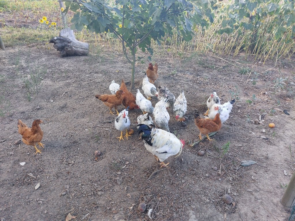 leghennen, Dieren en Toebehoren, Vrouwelijk, Kip
