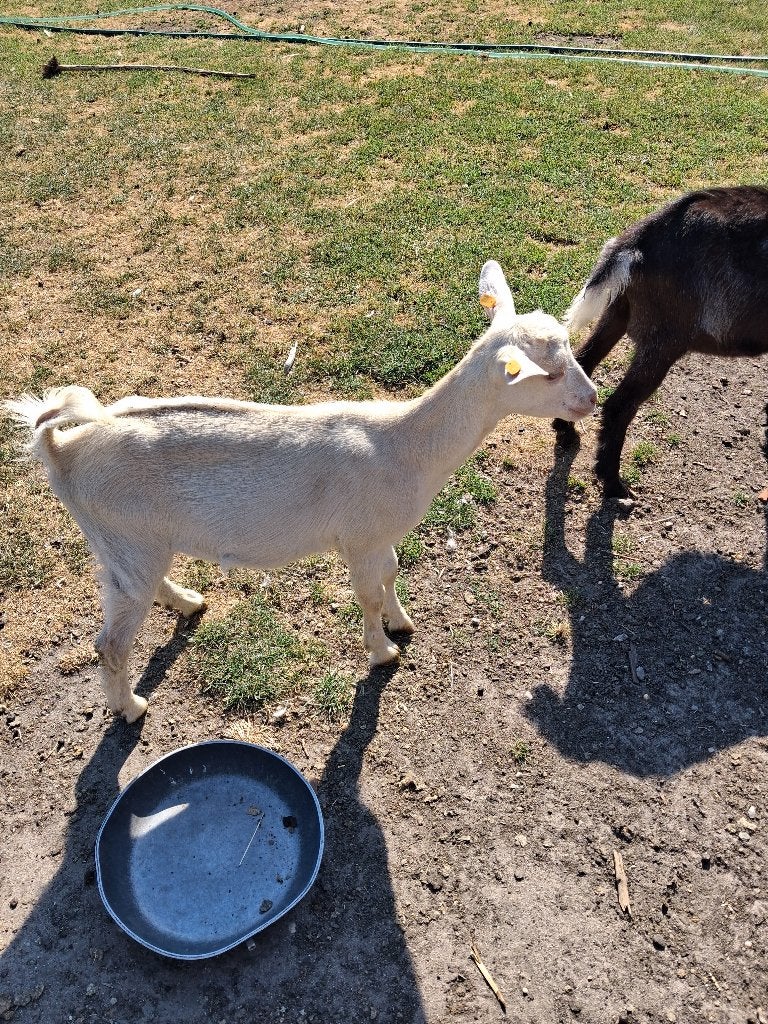 TE KOOP:JONGE MELKGEIT LAM, Femelle, Chèvre, 0 à 2 ans
